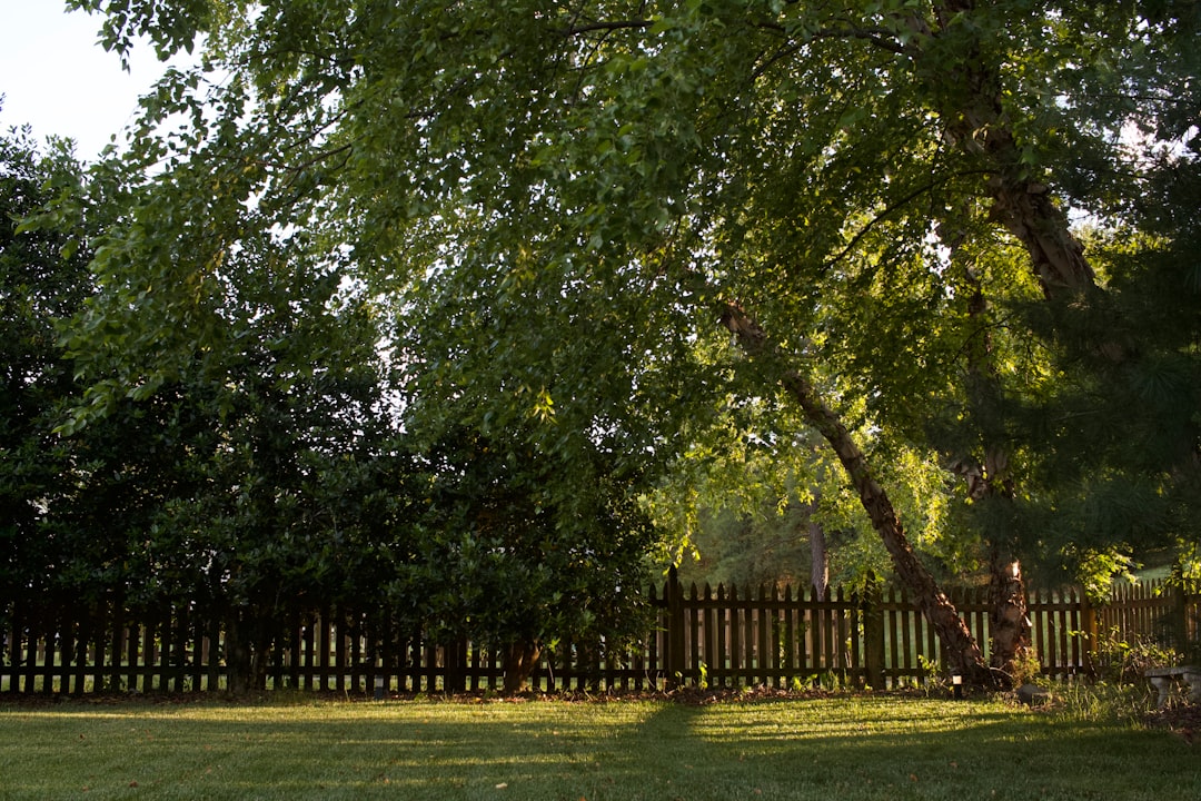 Fence marking a property boundary in a residential backyard